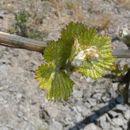 Weinhotel Hubertus Garni クロッテン エクステリア 写真