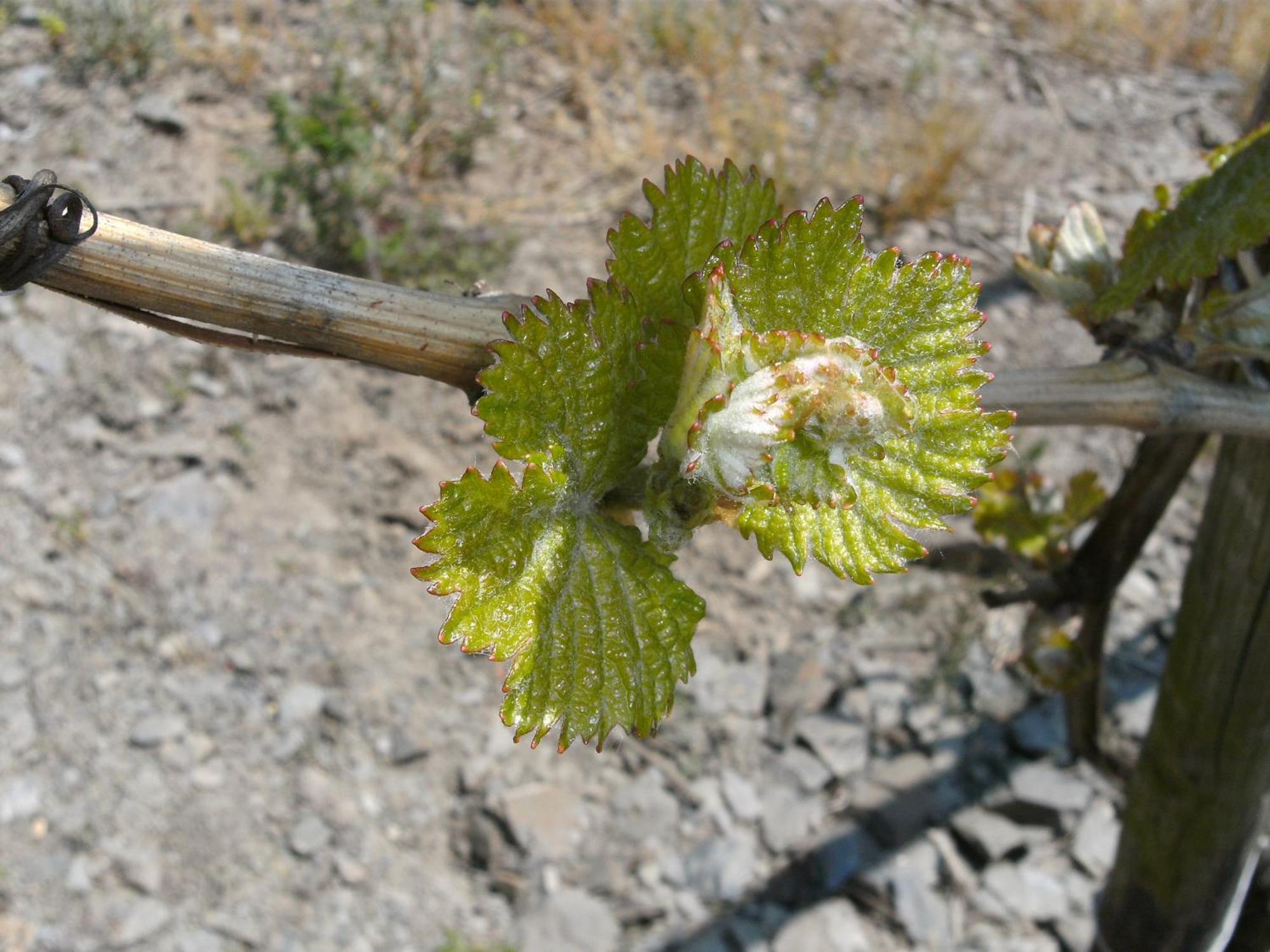 Weinhotel Hubertus Garni クロッテン エクステリア 写真
