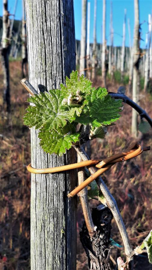 Weinhotel Hubertus Garni クロッテン エクステリア 写真